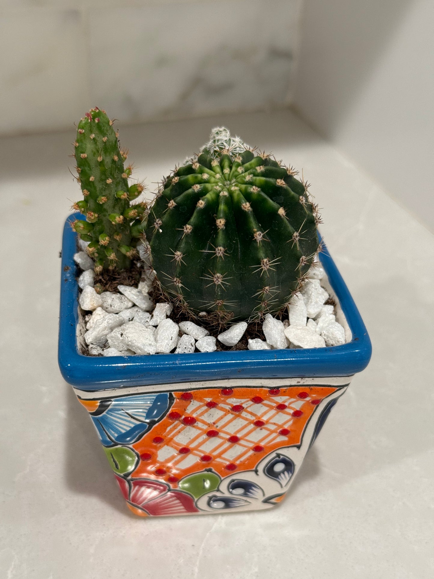 Mexican Artesian Blue Multi Color Talavera Succulents Mix