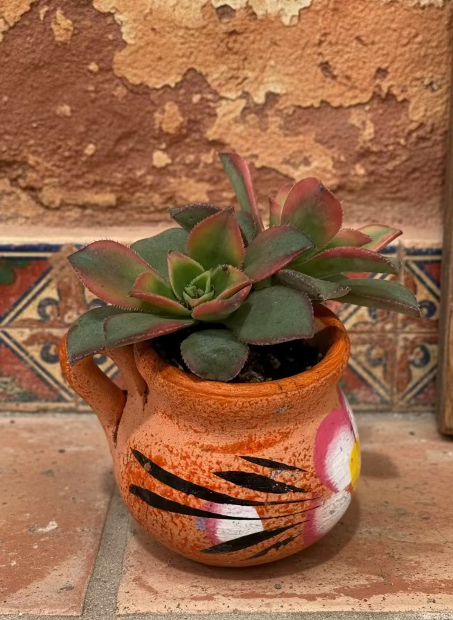 Mini Jarritos Succulent Collection