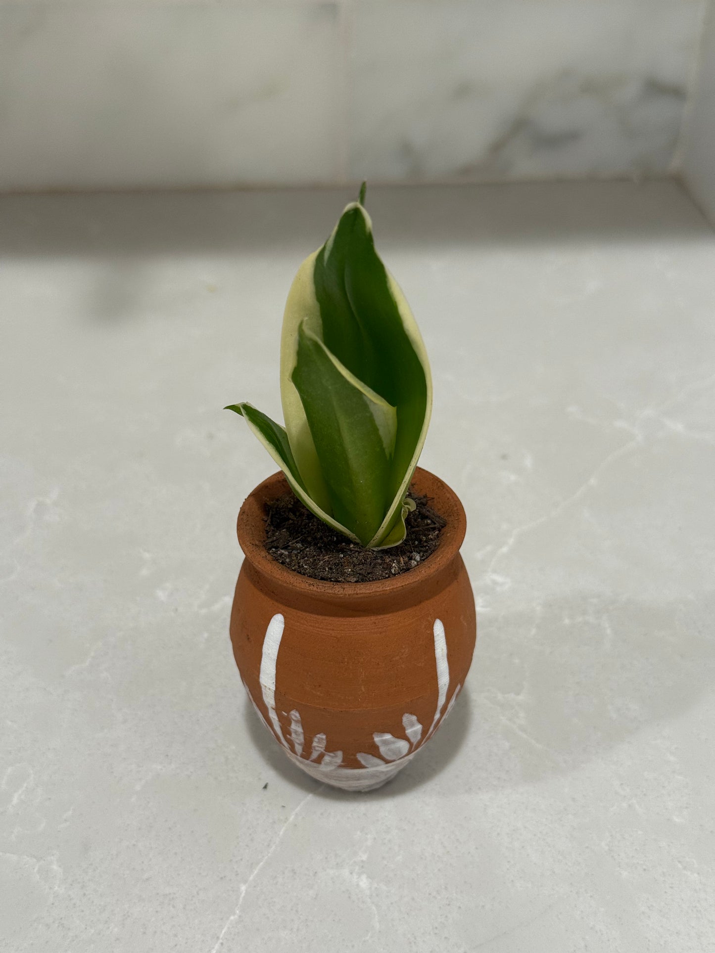 Mexican Artesian Barro Rojo and White Design Mini Pot Succulents Mix