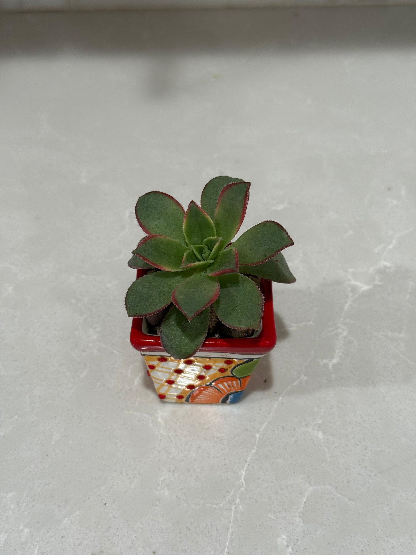 Mexican Artesian Red Multi Color Mini Talavera Succulents Mix