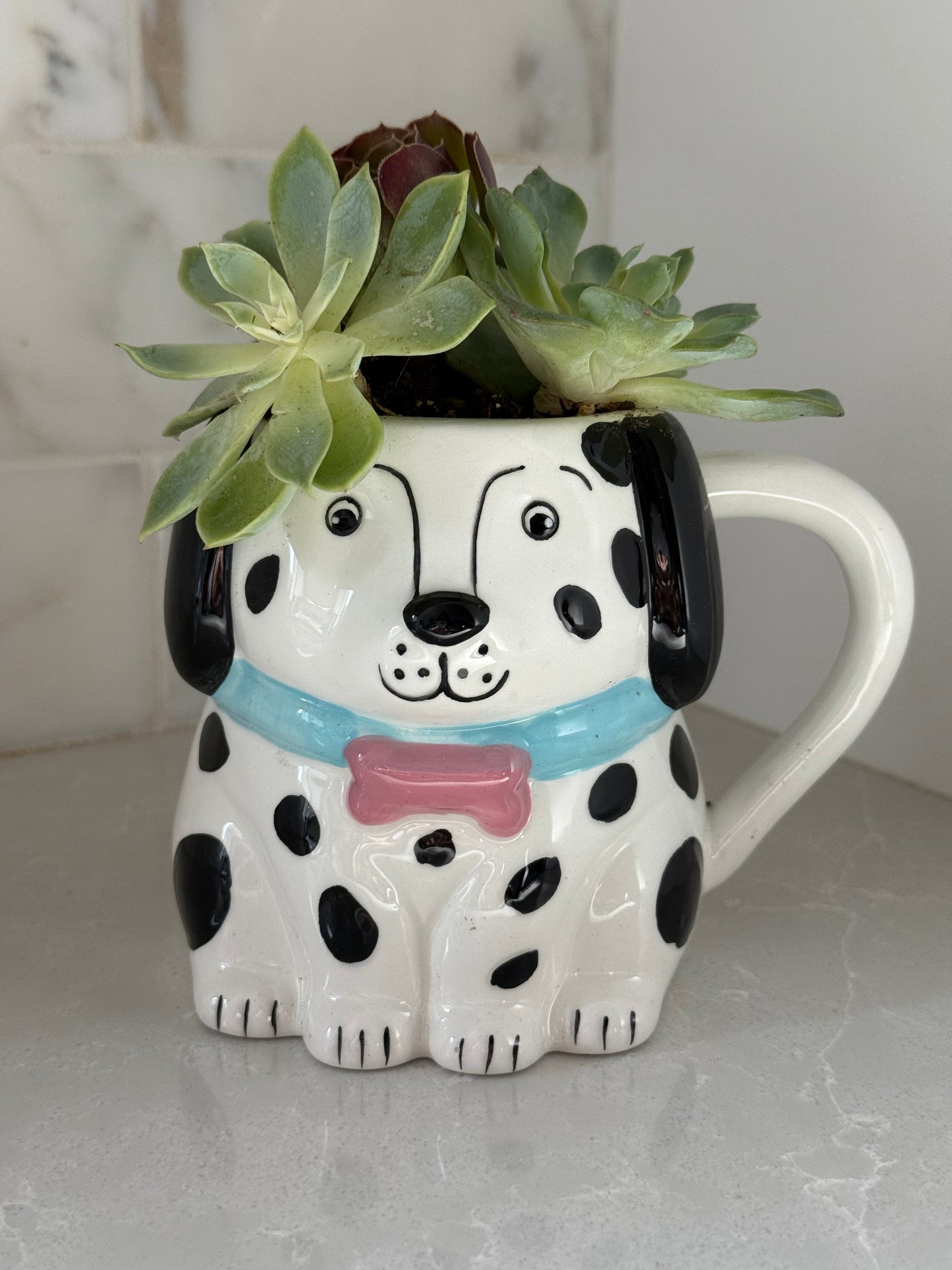 Dalmation Mug Succulent Arrangement