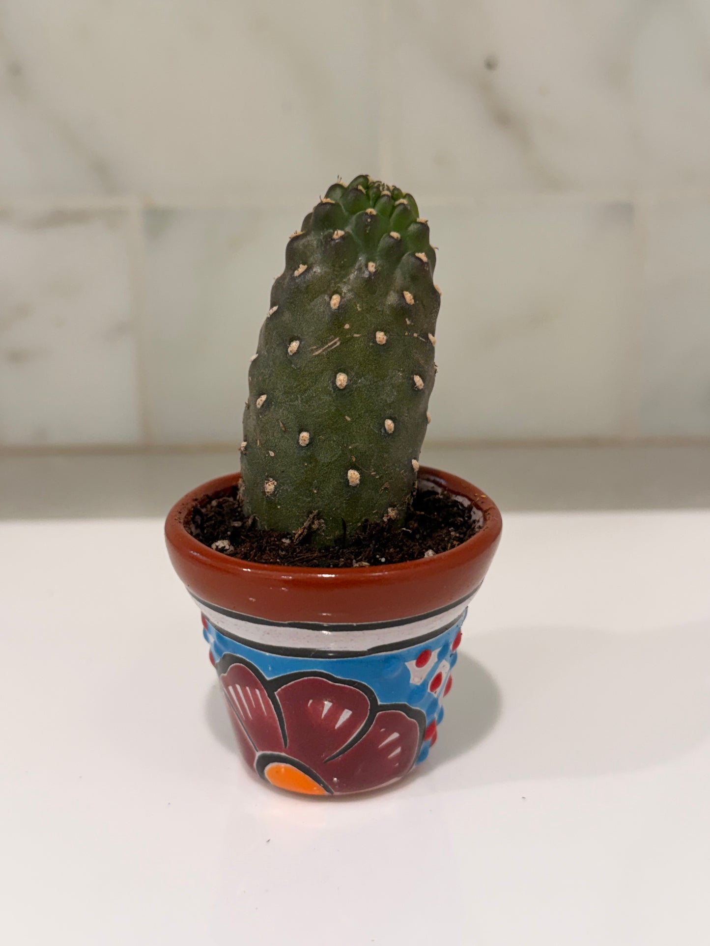 Not Nopales Cactus