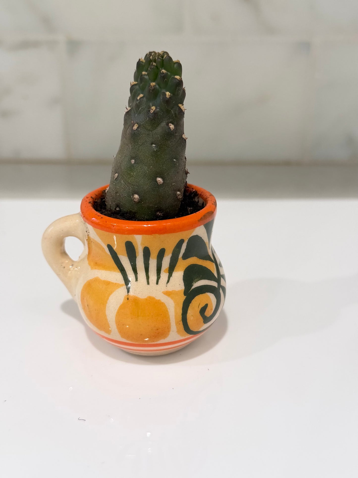 Not Nopales Cactus