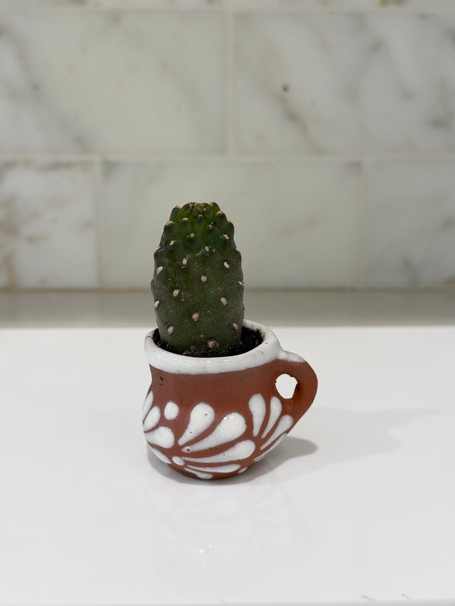 Not Nopales Cactus