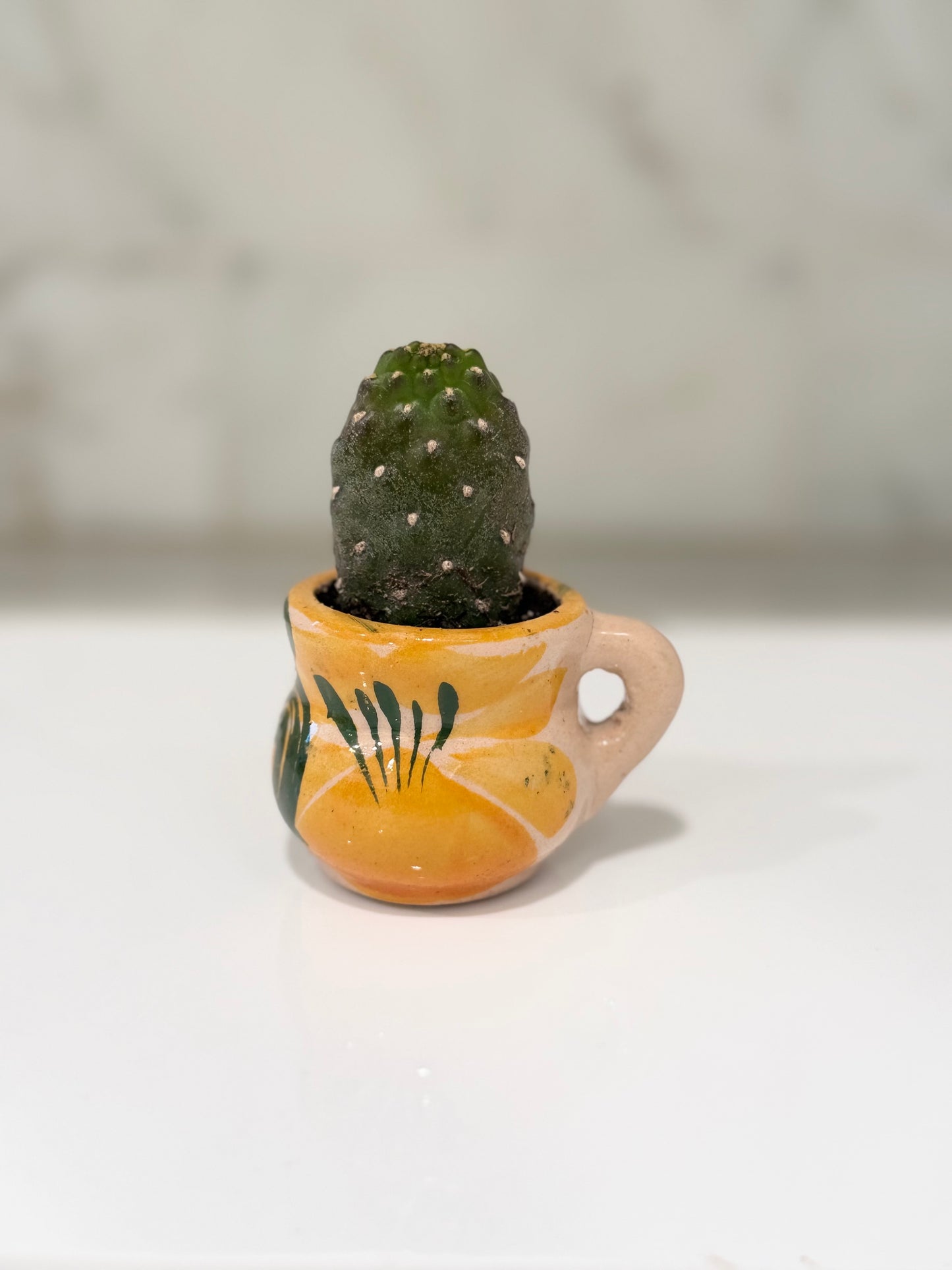 Not Nopales Cactus