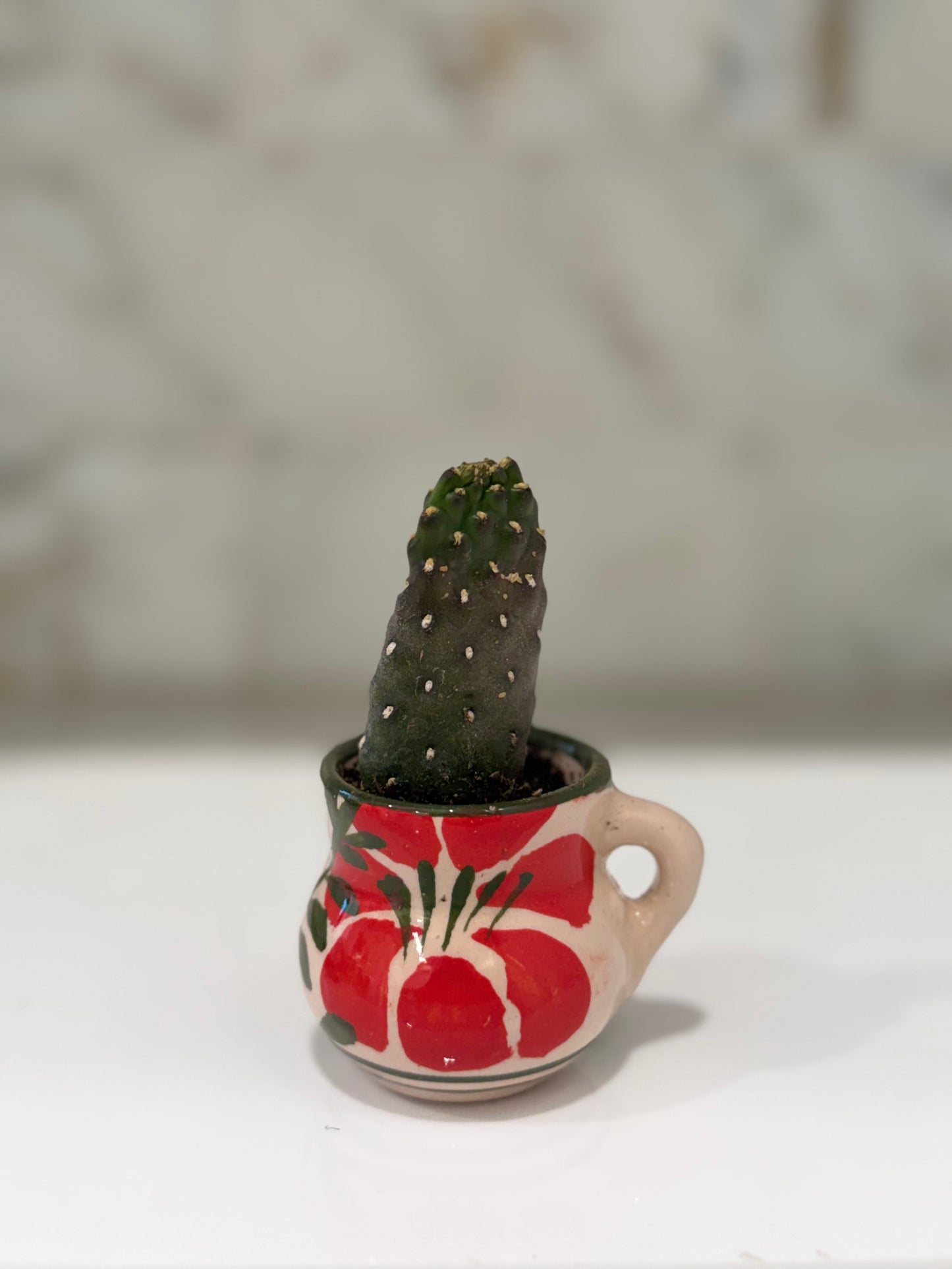 Not Nopales Cactus