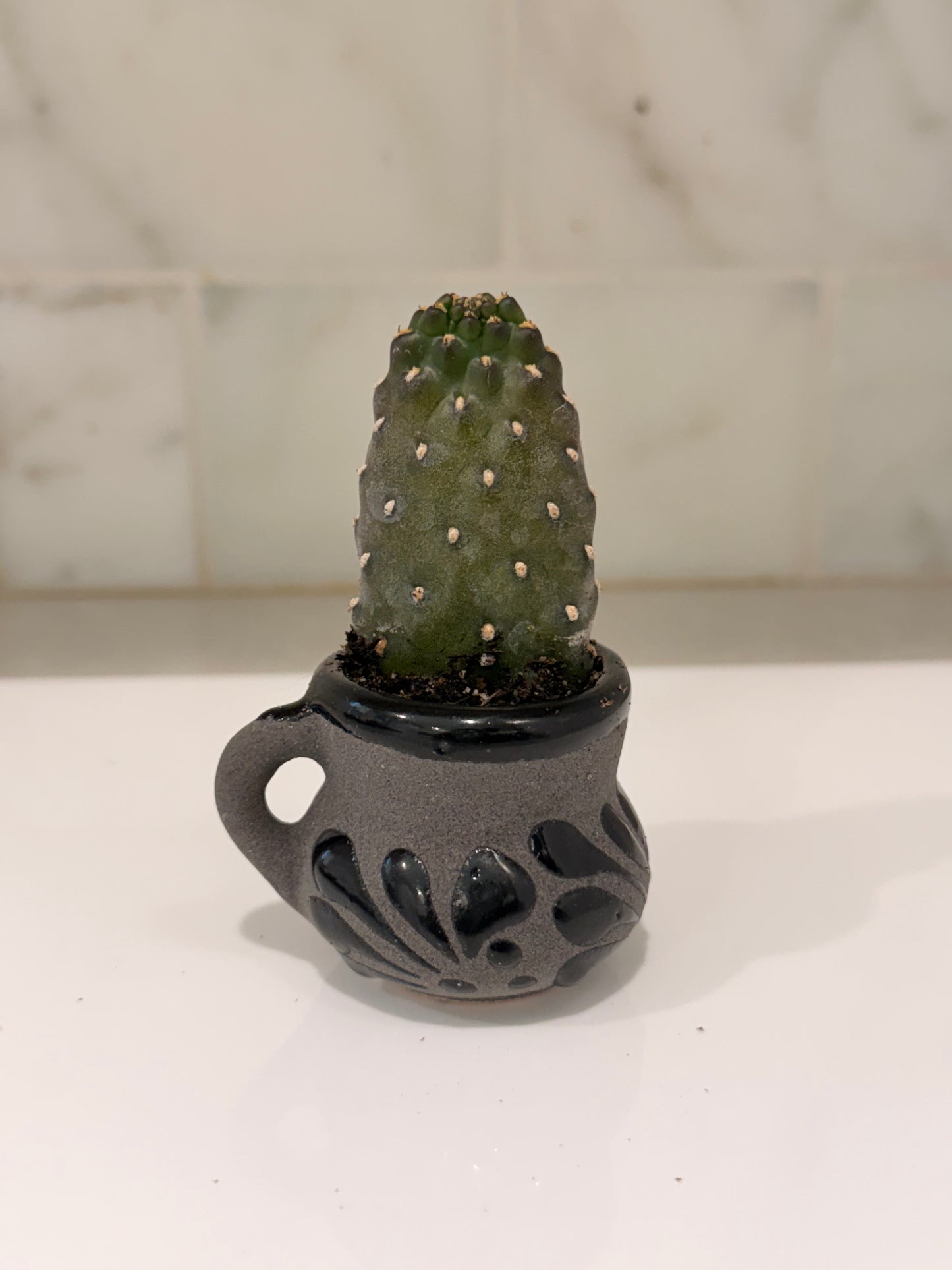 Not Nopales Cactus