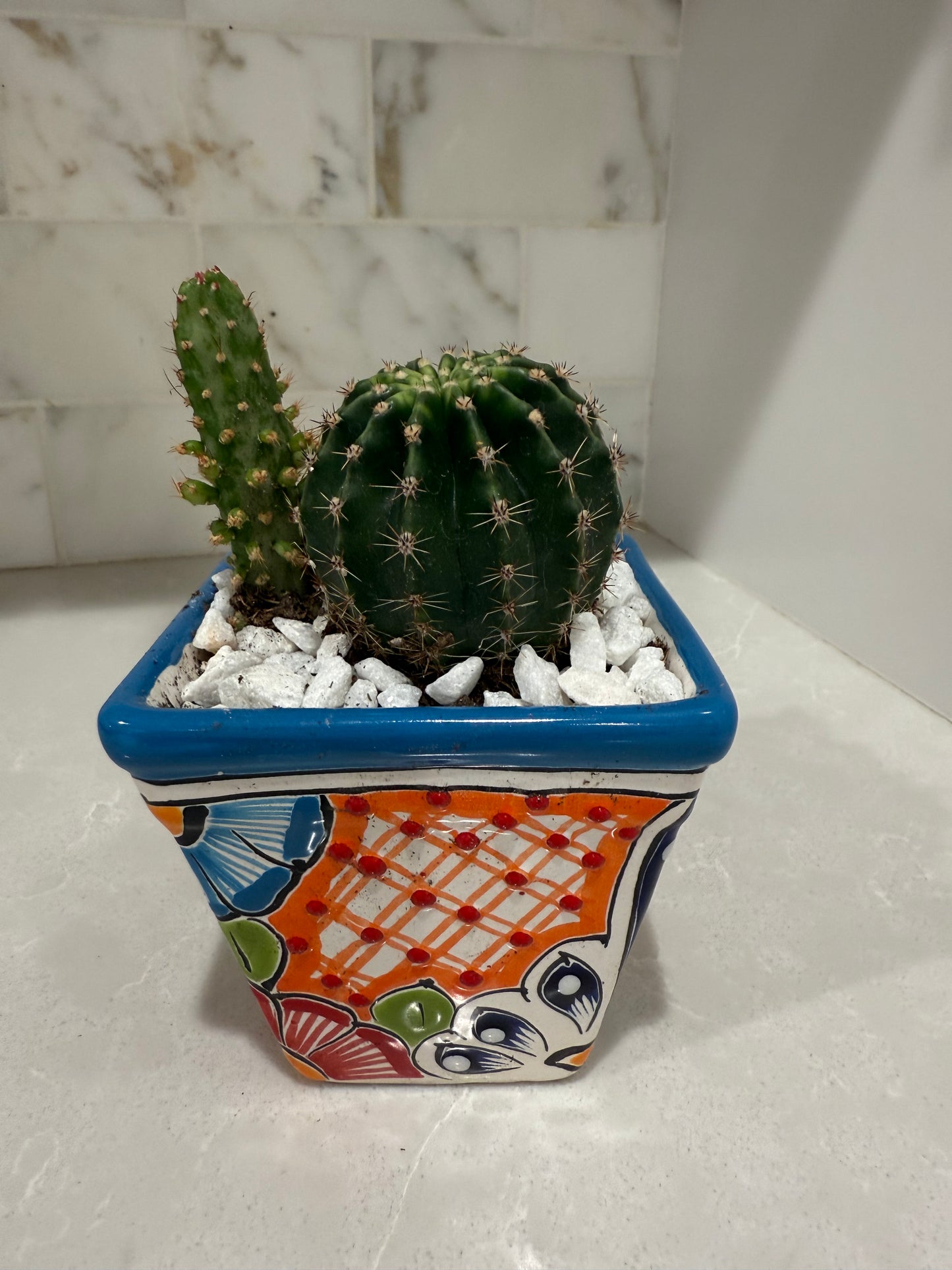 Mexican Artesian Blue Multi Color Talavera Succulents Mix