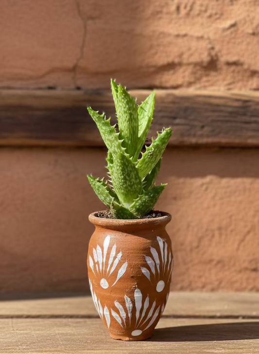 Mexican Artesian Barro Rojo and White Mini Pot Succulents Mix