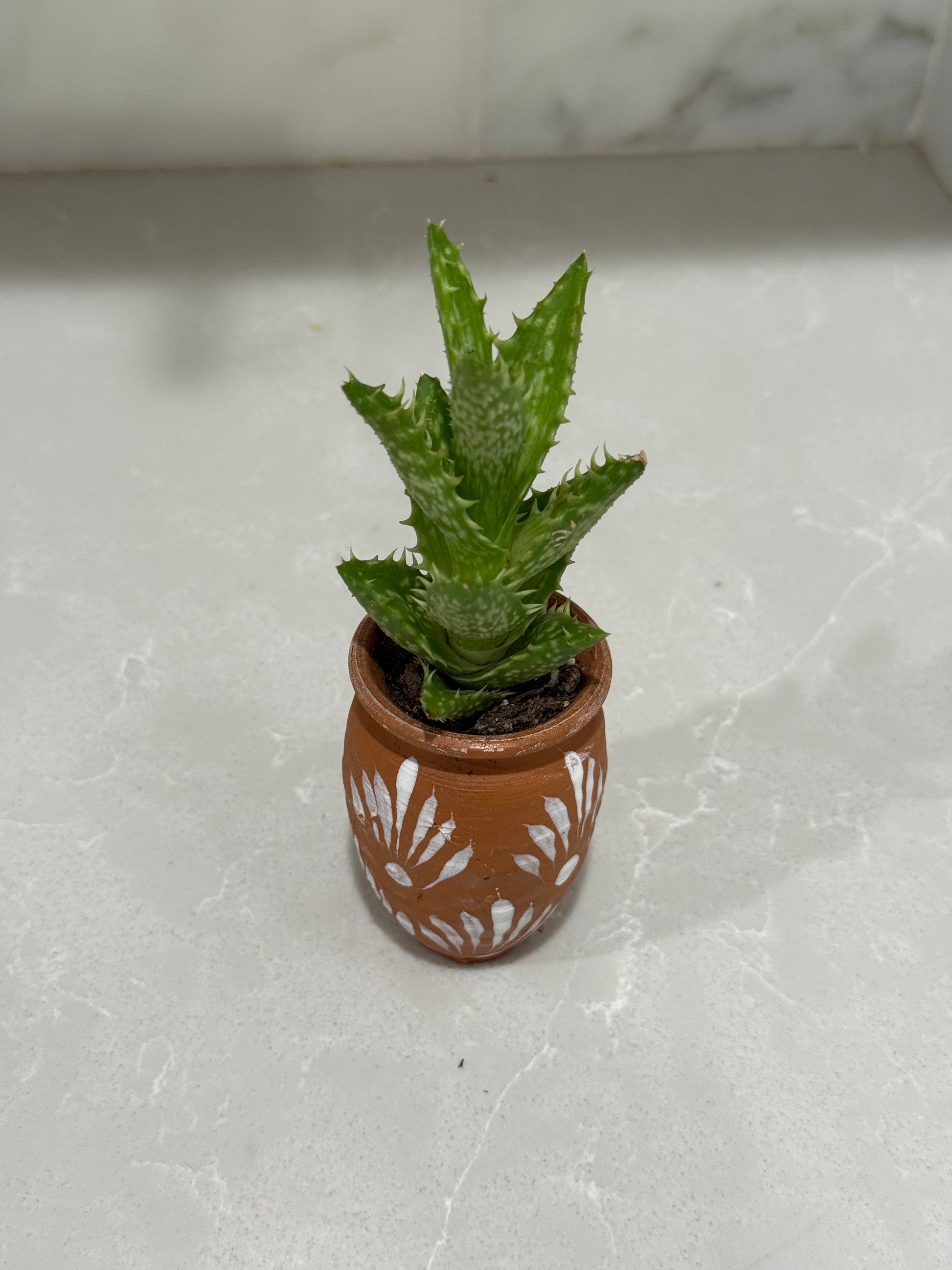 succulent mix pot Mexican Artesian Barro Rojo and White Mini Pot Succulents Mix