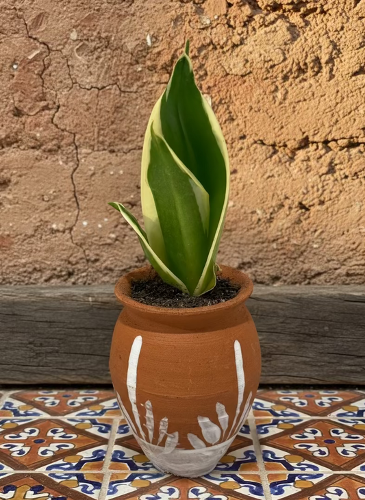 Mexican Artesian Barro Rojo and White Design Mini Pot Succulents Mix