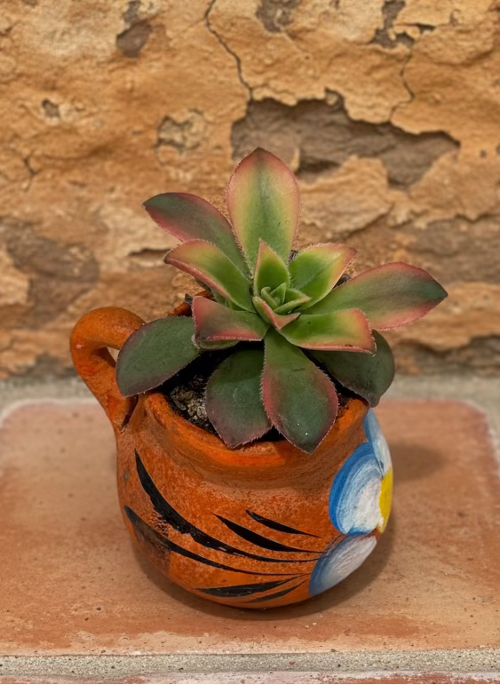 Mini Jarritos Succulent Collection