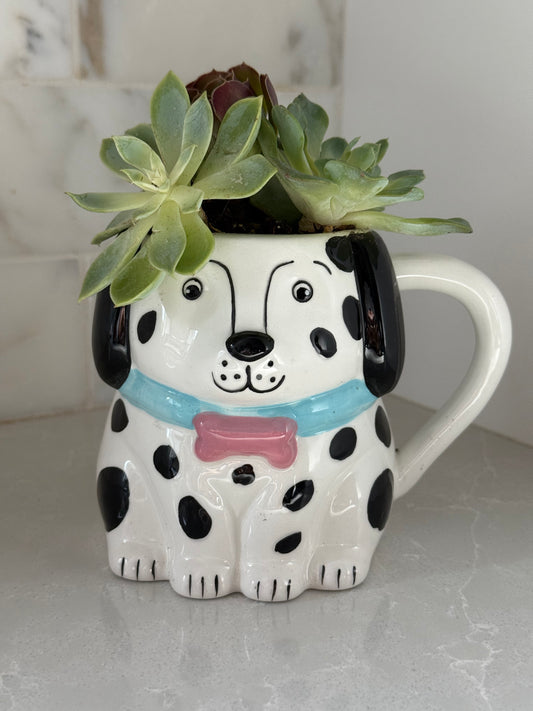 Dalmation Mug Succulent Arrangement