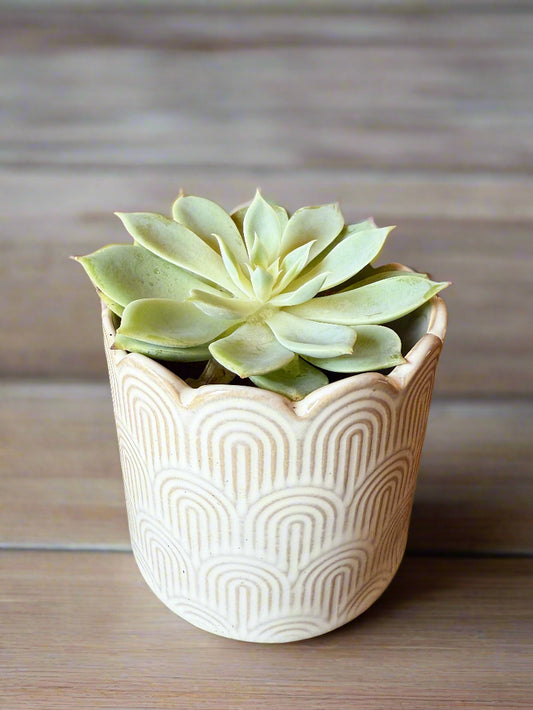 Green succulent plant in a decorative white pot on a wooden surface