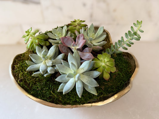 Succulent Mix in Gold Pot