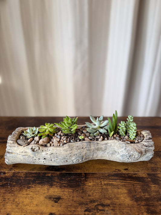 Succulent Log Mix