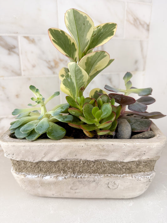 Succulent Mix in a Gray Stone Pot
